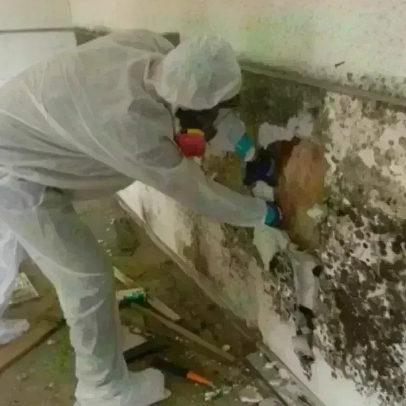 Mold Remediation and Removal in Rockland, ME